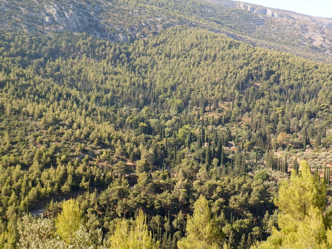 Αισθητικό δάσος Υμηττού με την Μονή Καισαριανής να δεσπόζει στο κέντρο του.